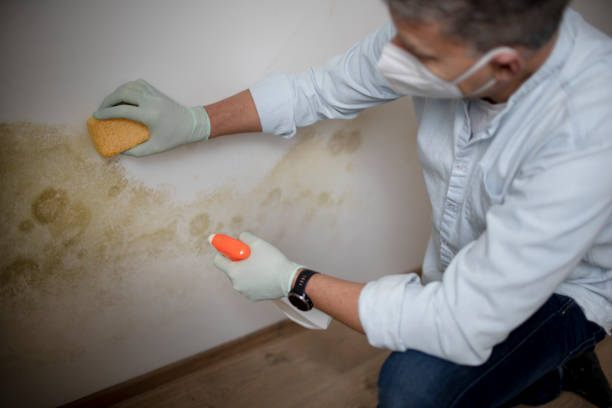 Reliable Mint Hill, NC Mold Removal Solutions