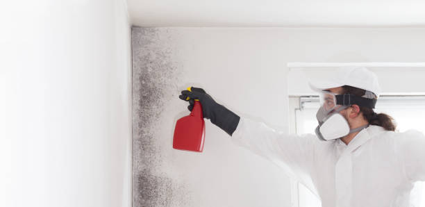 Best Home Mold Removal  in Mint Hill, NC