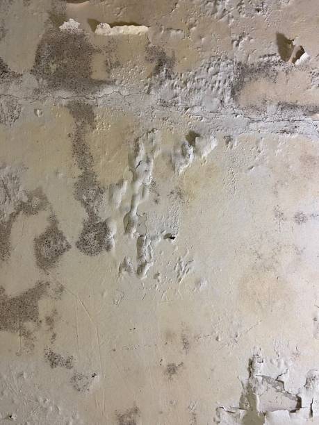Best Mold Removal Company Near Me  in Mint Hill, NC